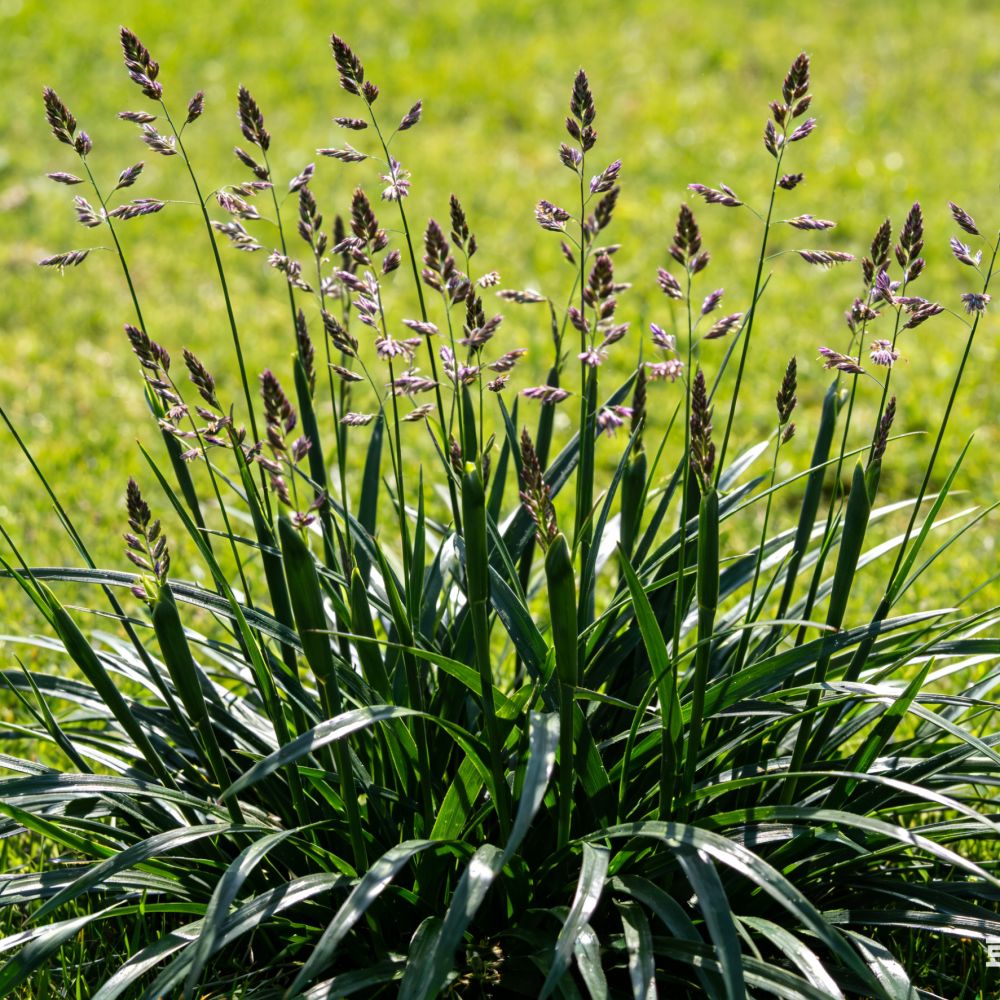 Red Fescue Seeds - Verdseeds